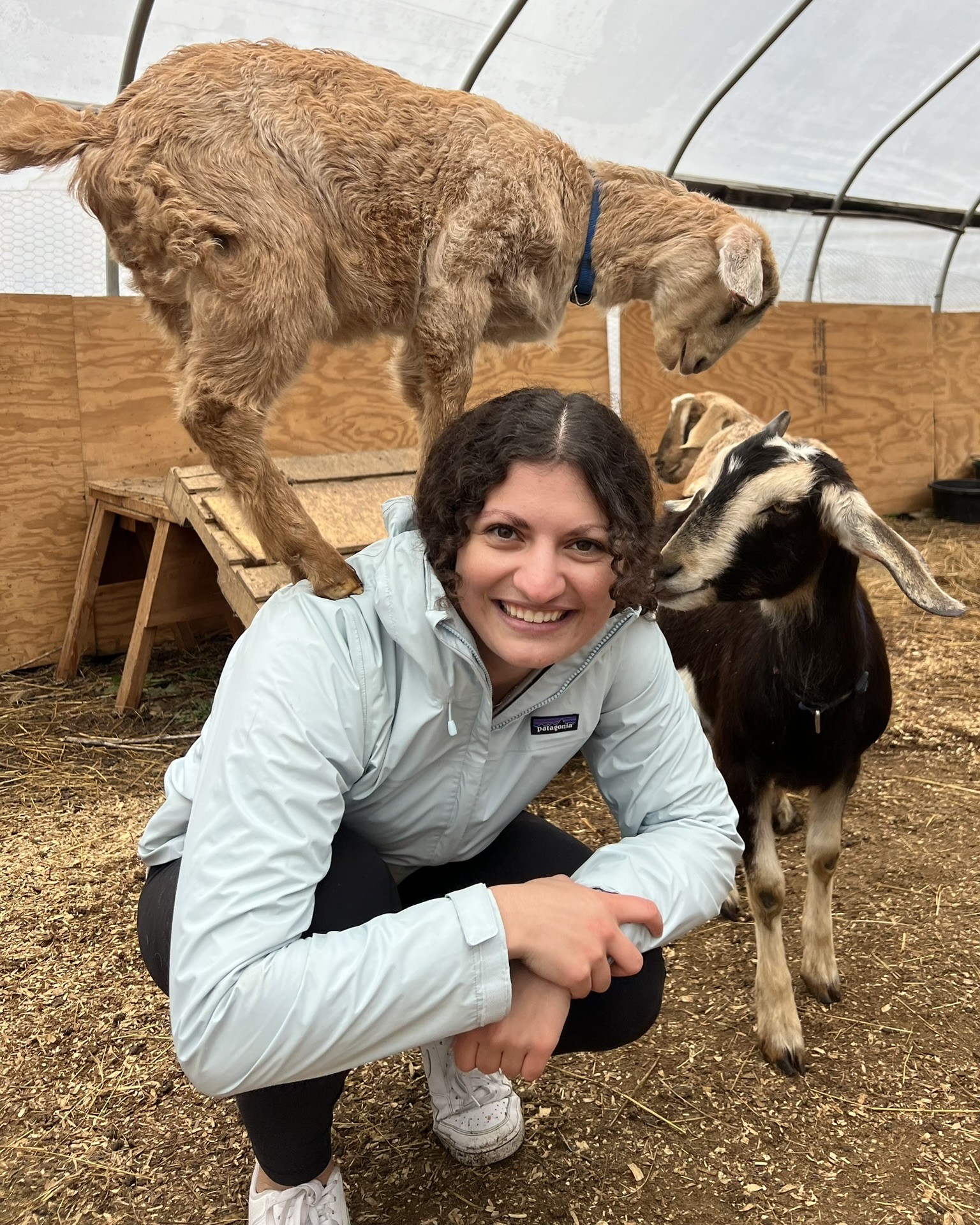 Image of Sana with goats